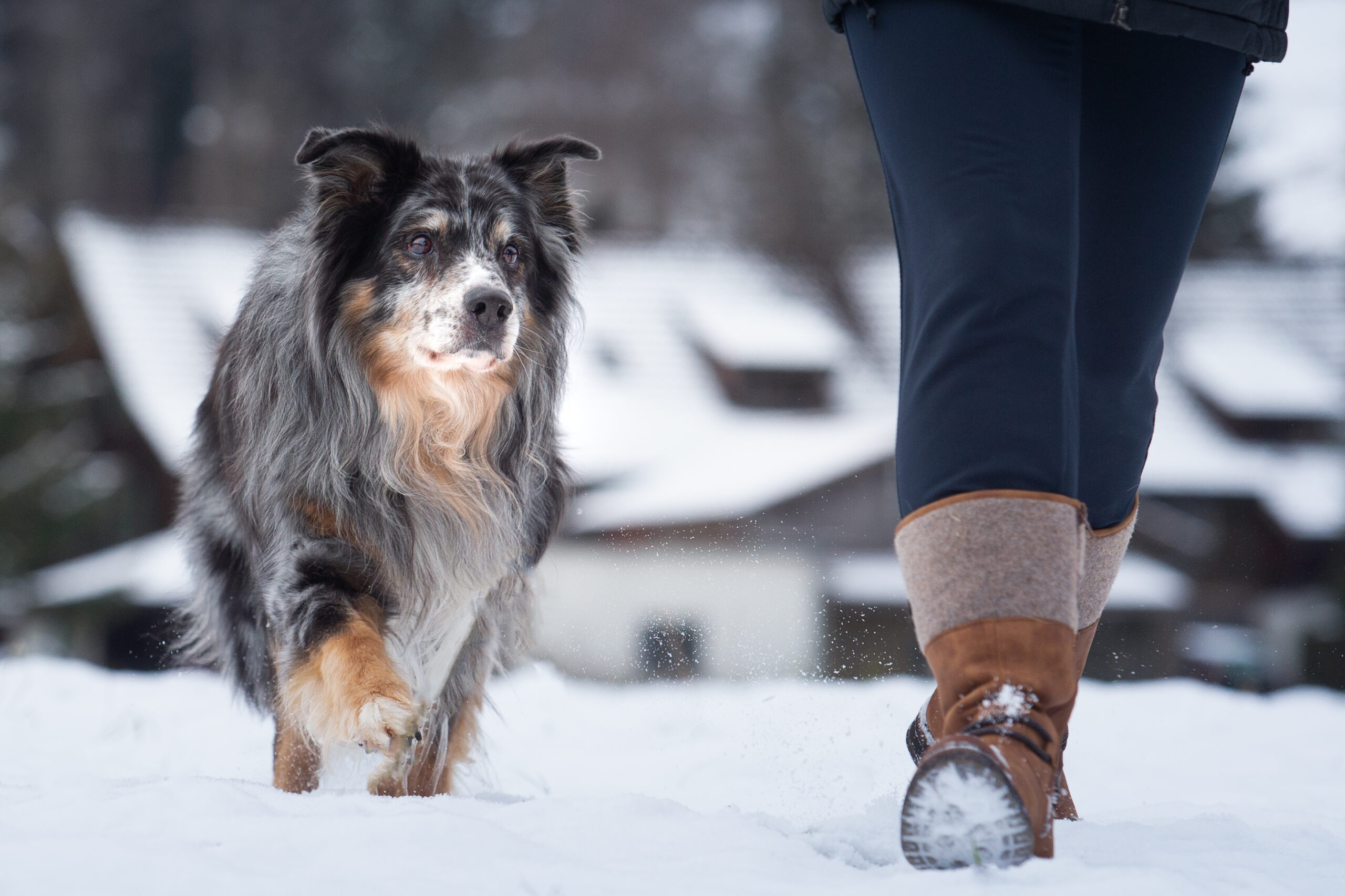 Hundetrainer 81 scaled