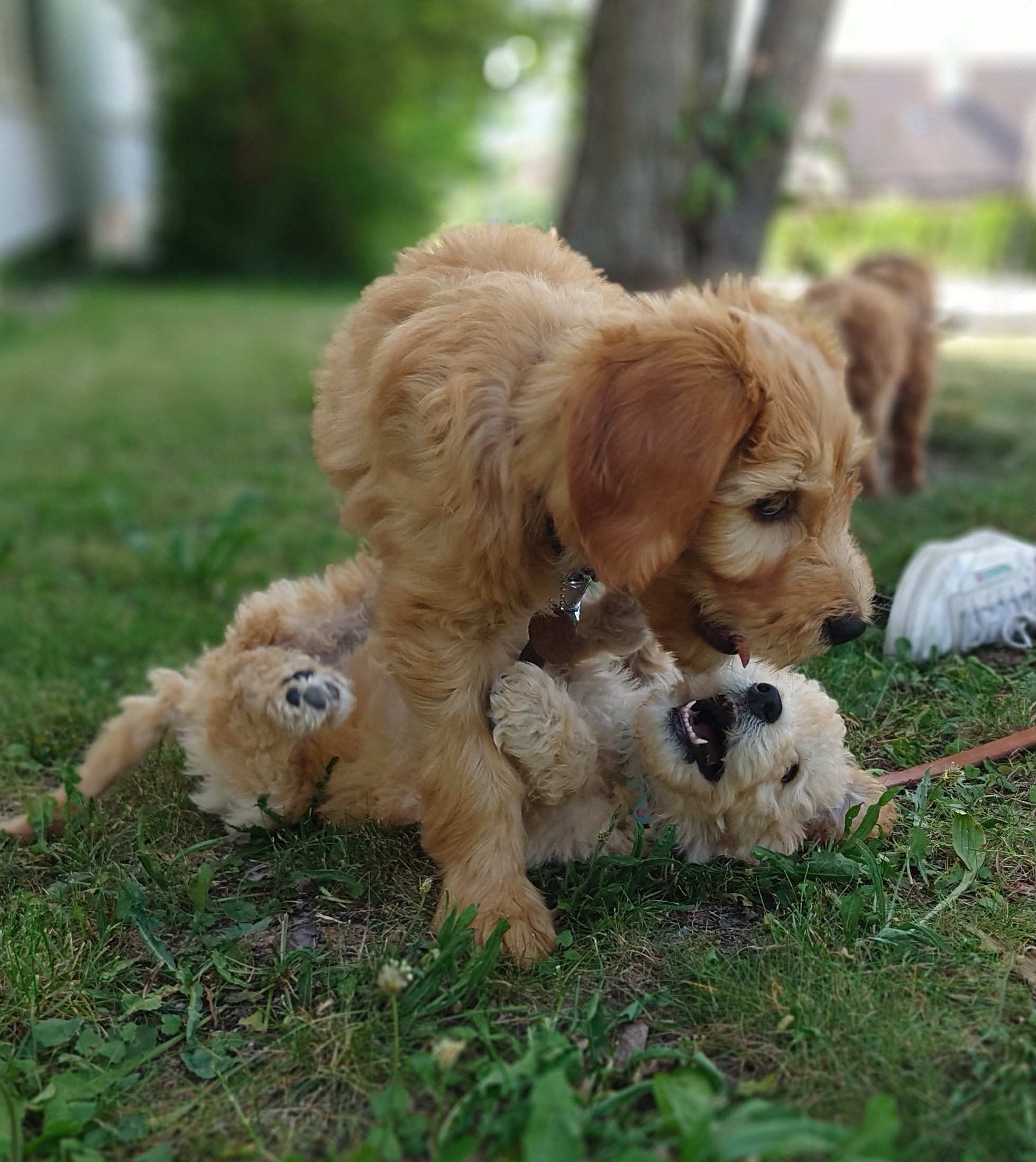 Welpen Veterinaermedizin 21