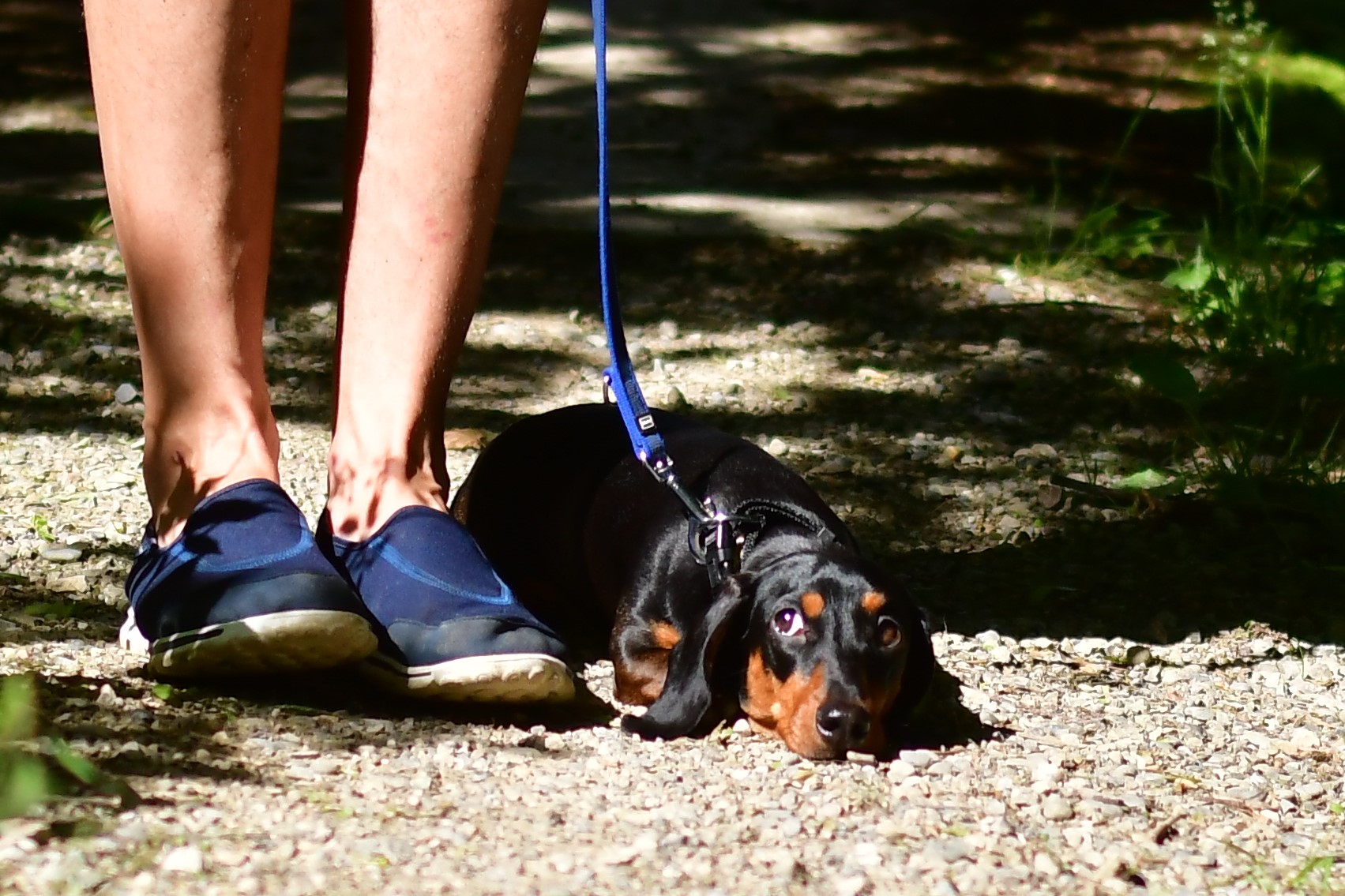 Hundebesitzer/in DSC 0282