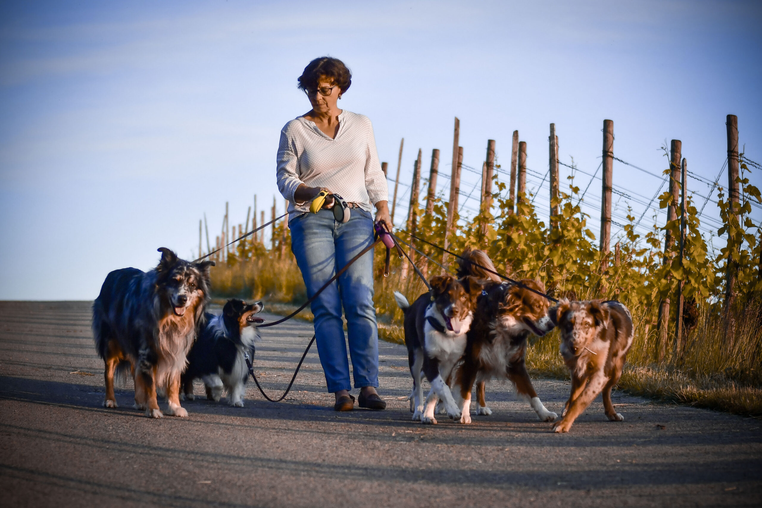 Dogwalker Kynologie Schweiz Dogwalker Kynologie Schweiz