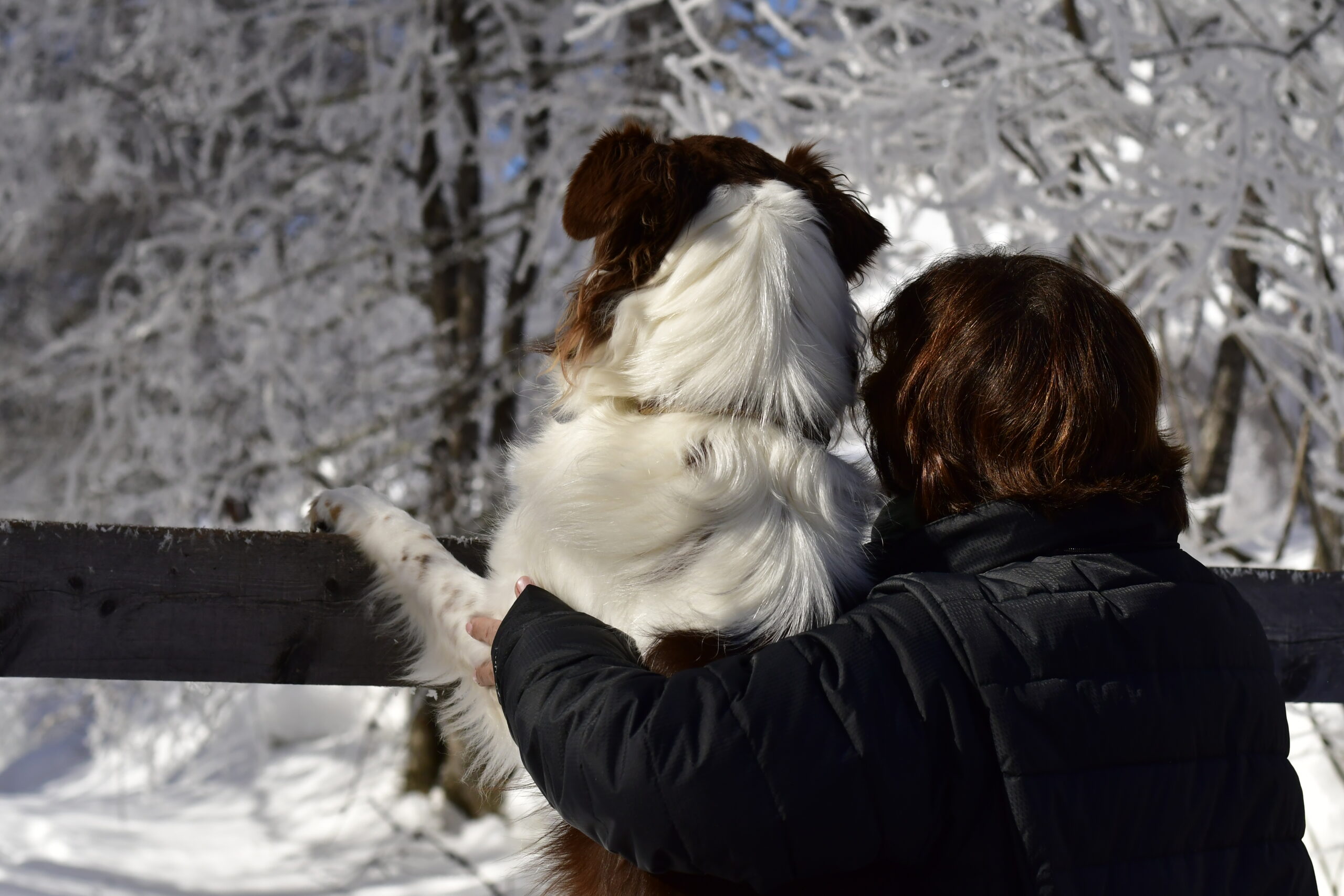 Hundebesiter 7 Hundebesiter 7 scaled