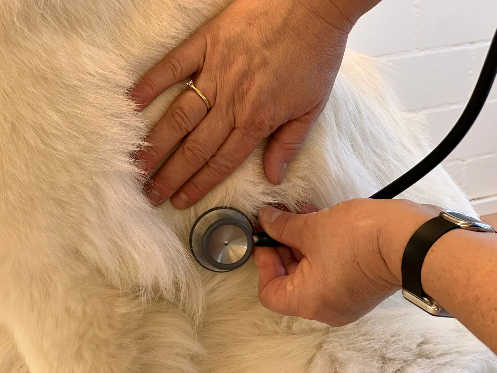 veterinaermedzin