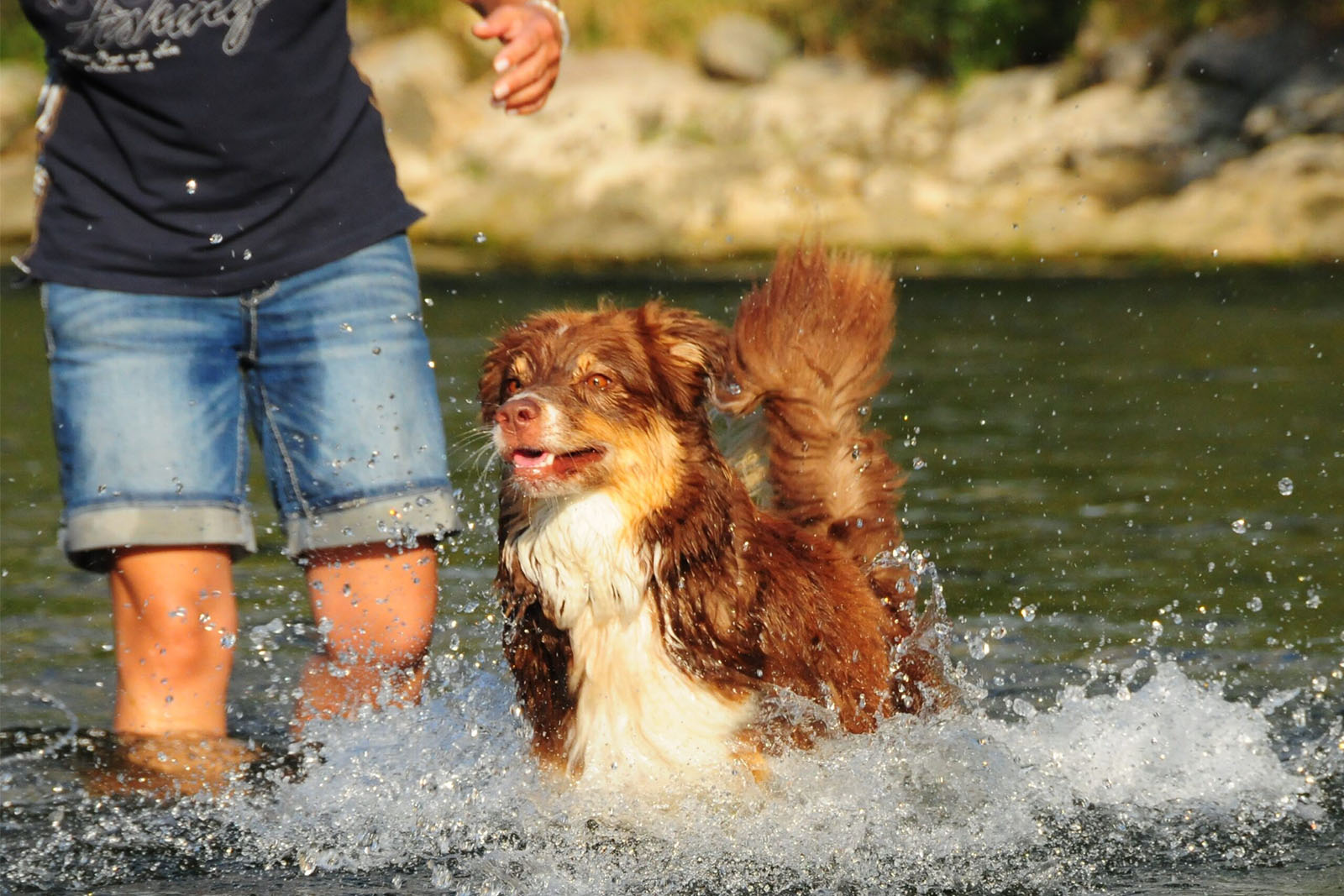 Hundesport-Stammheim-scaled2 Hundesport Stammheim Kynologie Schweiz
